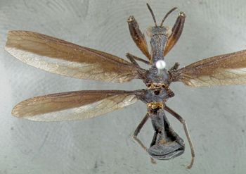 Media type: image; Entomology 10417   Aspect: habitus dorsal view